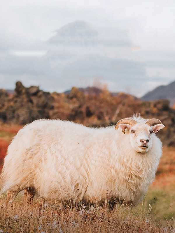 wool producing sheep